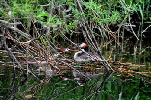 170 NL Biesbosch 20200611