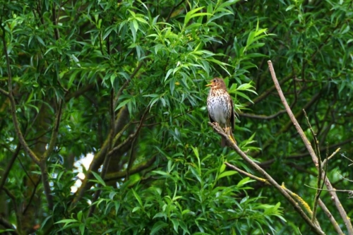 172 NL Biesbosch 20200611