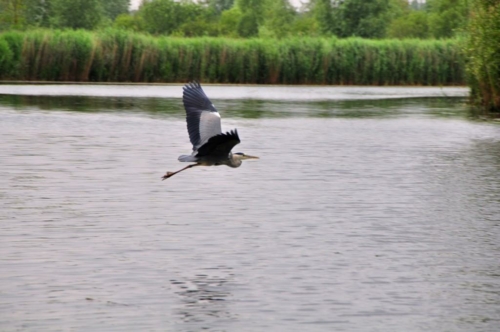 181 NL Biesbosch 20200611