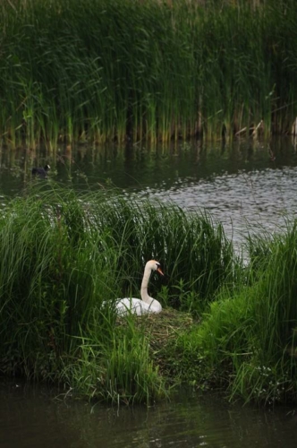 188 NL Biesbosch 20200611