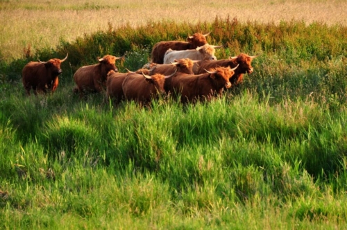198 NL Biesbosch 20200611