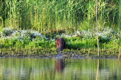 060 2020615 Bommellerwaard