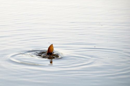 072 2020615 Bommellerwaard