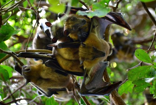 0874 LKivu Kibuye 20260114