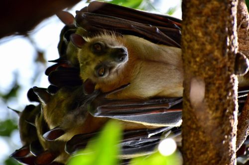 0875 LKivu Kibuye 20260114