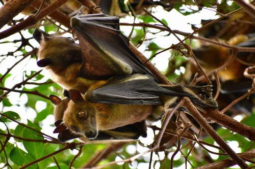 0878 LKivu Kibuye 20260114