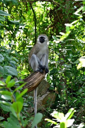 0887 LKivu Kibuye 20260114