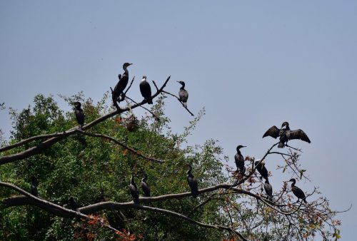 0891 LKivu Kibuye 20260114