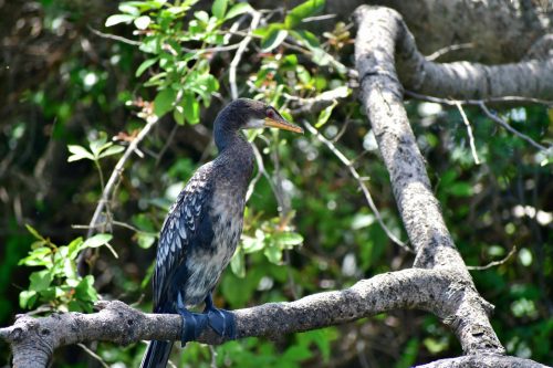 0892 LKivu Kibuye 20260114