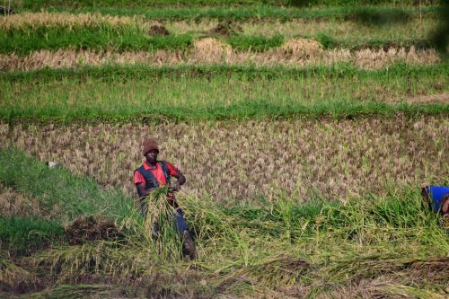 0942 Nyungwe 20260115