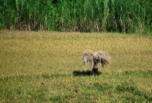 0946 Nyungwe 20260115