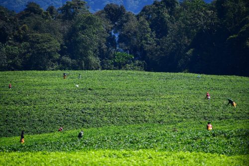 0947 Nyungwe 20260115