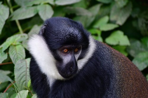 0948 Nyungwe 20260115