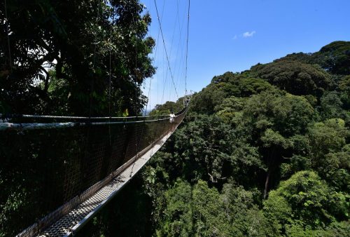 0952 Nyungwe 20260115