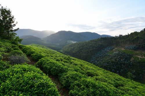 0956 Nyungwe 20260115