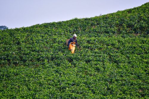 0990 Nyungwe 20260116