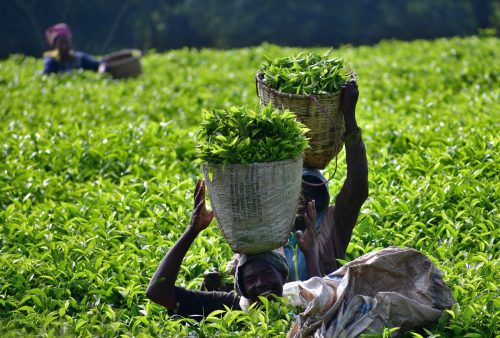 0991 Nyungwe 20260116