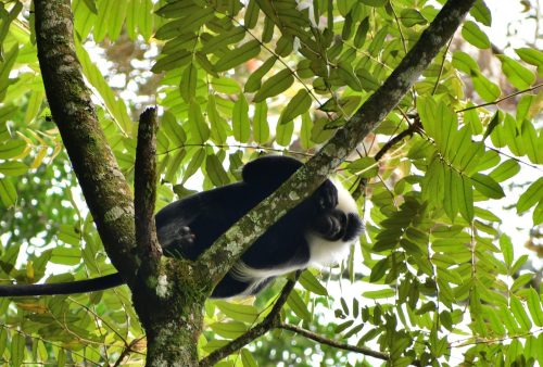 0992 Nyungwe 20260116