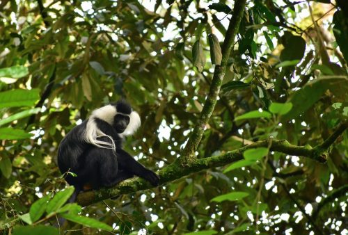 0997 Nyungwe 20260116