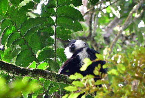 0998 Nyungwe 20260116