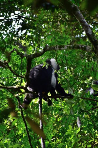 1002 Nyungwe 20260116