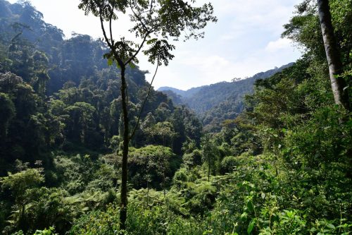 1007 Nyungwe 20260116