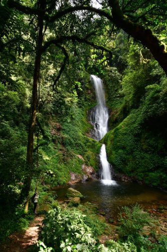 1010 Nyungwe 20260116