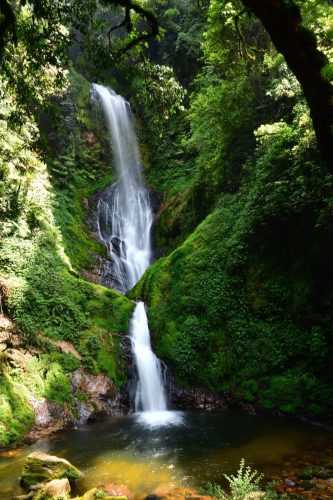 1033 Nyungwe 20260116