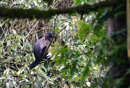 1034 Nyungwe 20260116