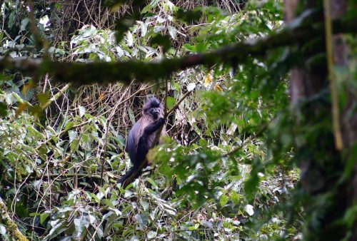 1035 Nyungwe 20260116