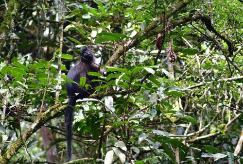 1037 Nyungwe 20260116