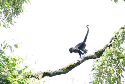 1040 Nyungwe 20260116