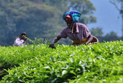 1042 Nyungwe 20260116