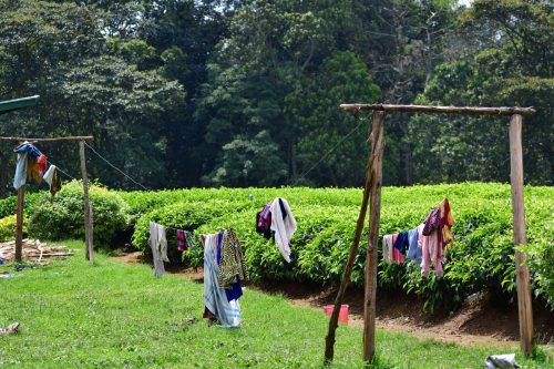 1043 Nyungwe 20260116