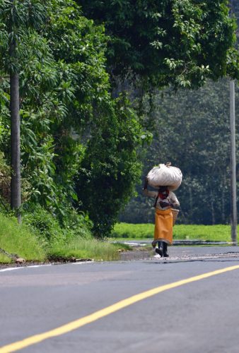 1044 Nyungwe 20260116