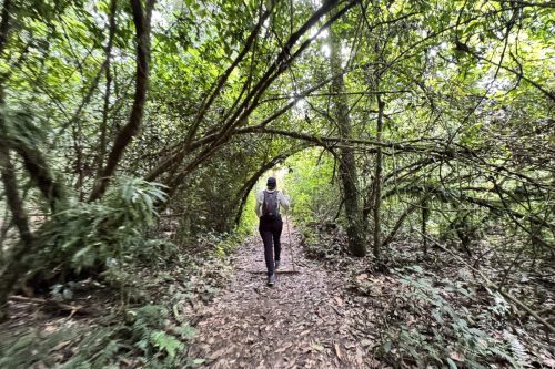 1062 Nyungwe 20260116