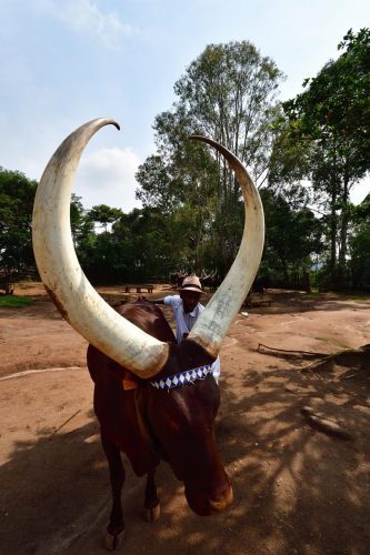 1096 Nyanza 20260118