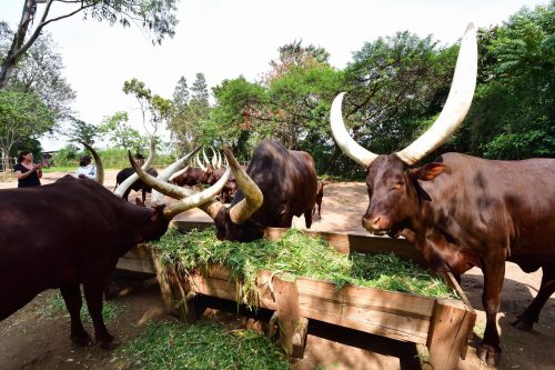 1098 Nyanza 20260118