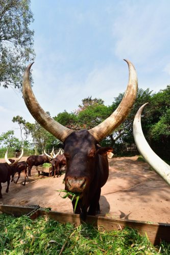 1100 Nyanza 20260118