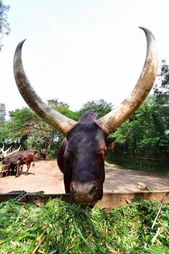 1101 Nyanza 20260118