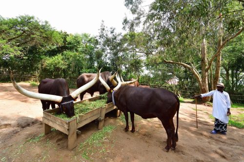 1102 Nyanza 20260118