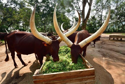 1103 Nyanza 20260118