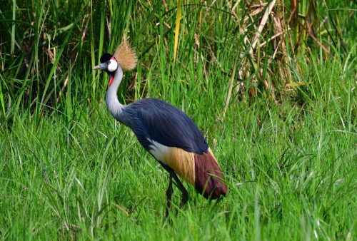 1135 Akagera 20260118