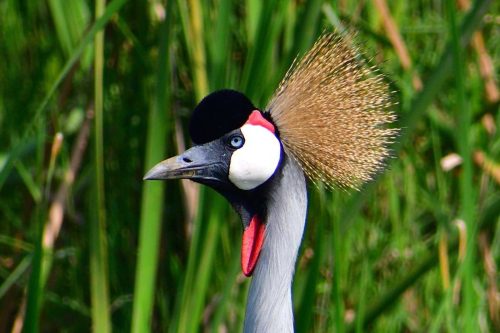 1136 Akagera 20260118