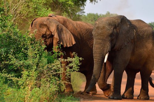 1138 Akagera 20260118