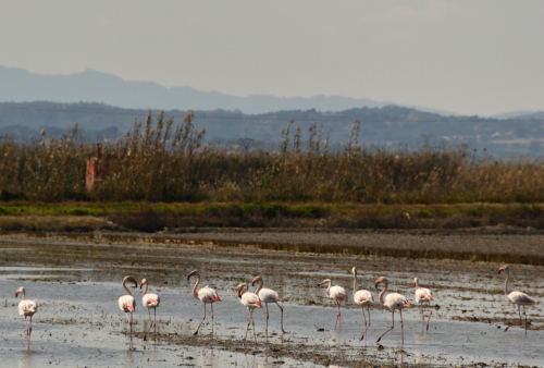 085 SESpain Albufera 20230303