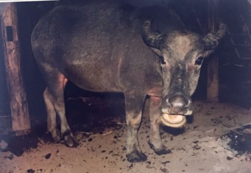 95 19910714 Changmai Thailand