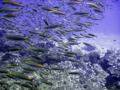 059 20140408 6 kohtachai