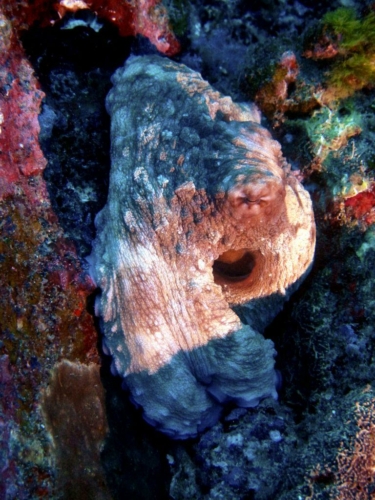 131 20140409 11 kohbon 2