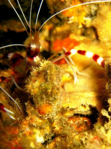 132 20140409 11 kohbon